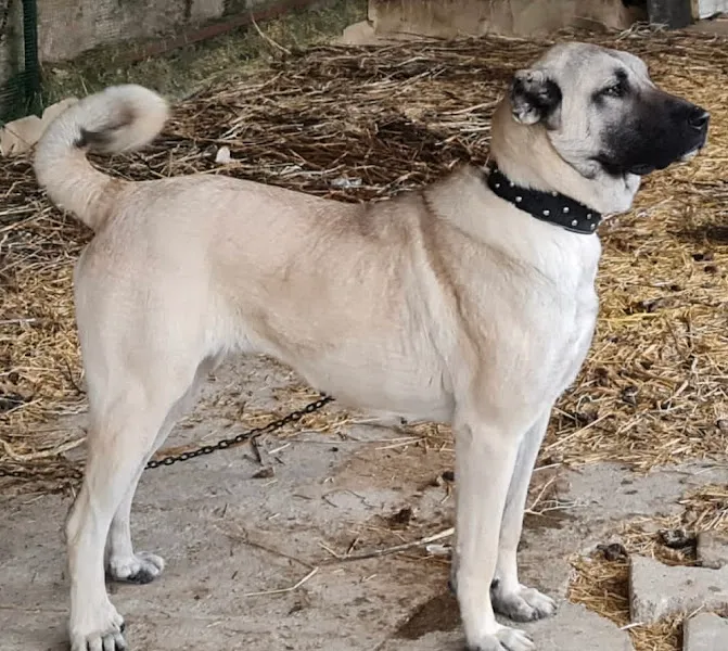 Ezgi Veteriner Kliniği foto 2