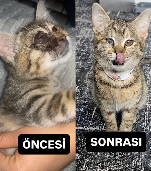 AVAZ VETERİNER KLİNİĞİ foto 2