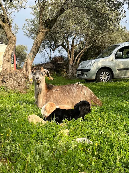 TURAN VETERİNER KLİNİĞİ foto 1