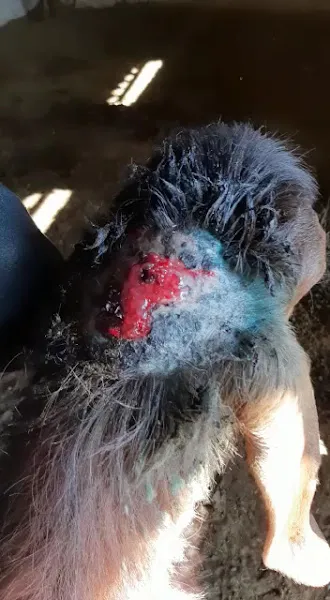 Akvet Veteriner Kliniği Veteriner Hekim Mehmet Özer foto 2