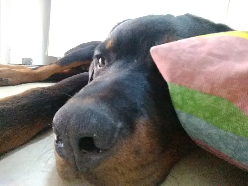 Scorpy Veteriner Kliniği foto 2