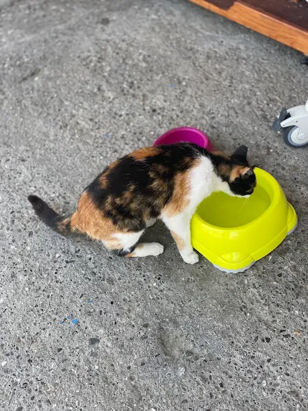 Göcek Veteriner Kliniği foto 1