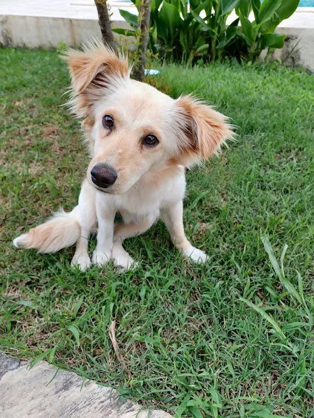 DALYAN KAUNOS VETERİNER KLİNİĞİ foto 2