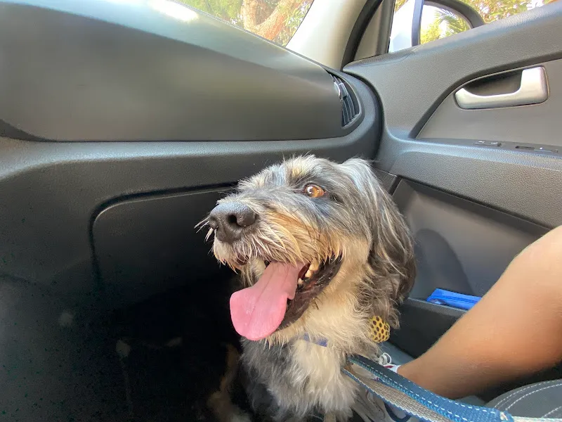 Fur + ever Veteriner Acil 7/24 Bodrum(Turgutreis)Köpek Kedi Evcil Hayvan Doktoru foto 2