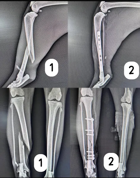 Ören Veteriner Kliniği foto 2