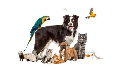 Bodrum Eira Veteriner Kliniği