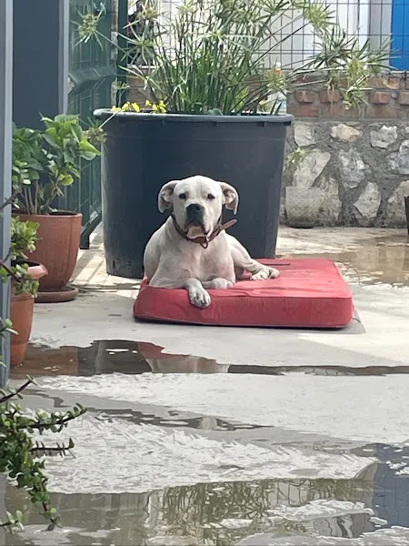 Bodrum Terapi Veteriner Polikliniği foto 2