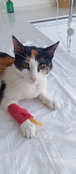 Atlas Veteriner Kliniği foto 2