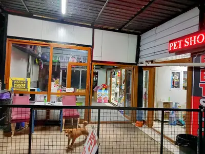 Güvercinlik Coco's house petshop
