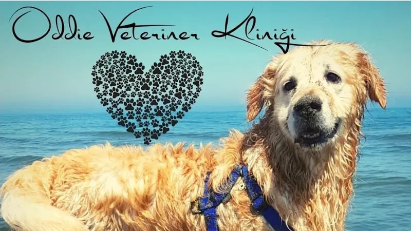 Oddie Veteriner Kliniği foto 2