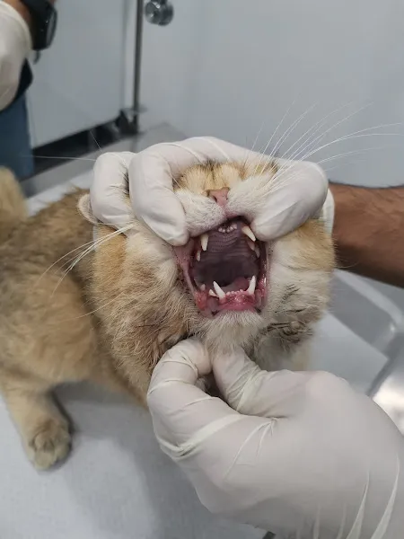 Cadde Veteriner Kliniği foto 2
