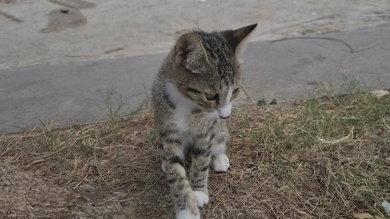 Karaalioğlu Parkı Kedi Evi foto 2
