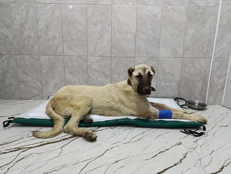 Olida Veteriner Kliniği foto 2