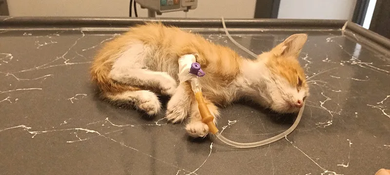 Puhu's Veteriner Kliniği foto 2