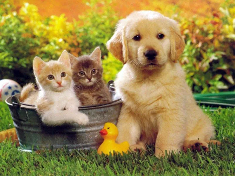 Özlüce Vet-RA Veteriner Kliniği foto 2