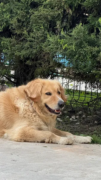 VET45 VETERİNERKLİNİĞİ foto 2