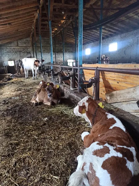 Atlas Veteriner Kliniği Muayenehanesi foto 1