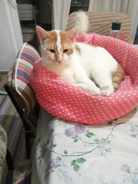Neşeli Pet Shop foto 2