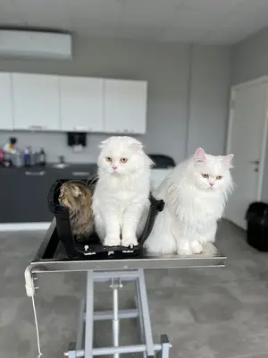 Northvet Veteriner Kliniği