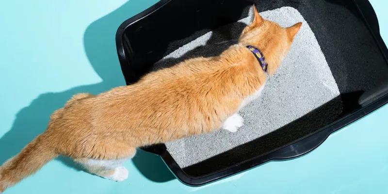catylitter foto 1