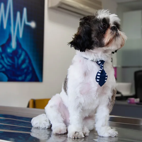 Pet Hospital GOP foto 2