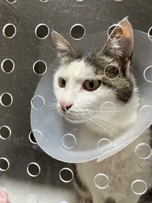 Bulut Veteriner Kliniği
