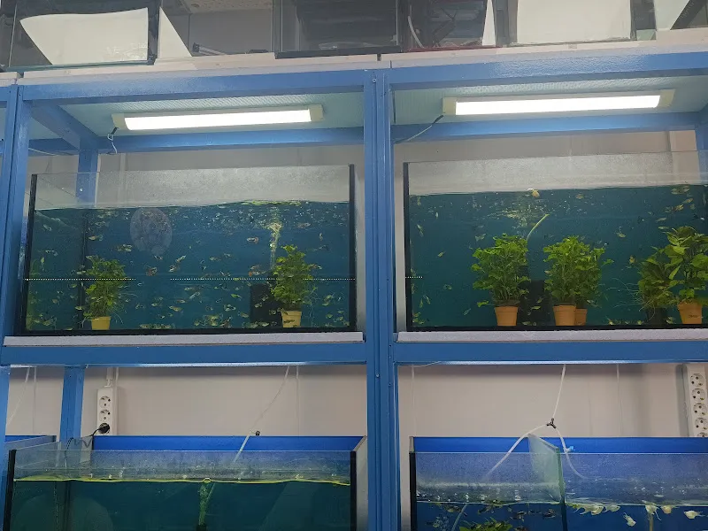 AQUALUXE Akvaryum ve Petshop foto 2
