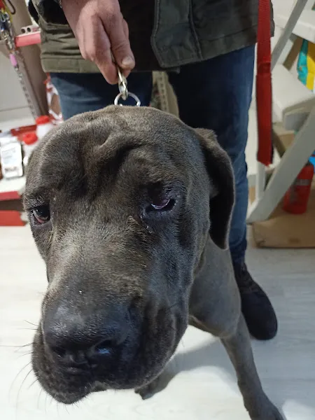 Dost Veteriner Kliniği foto 2