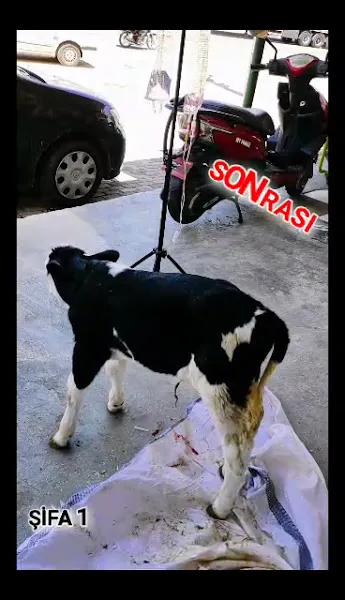 ŞİFA1 VETERİNER KİLİNİGİ foto 2