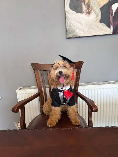 HAV HAV TV foto 2