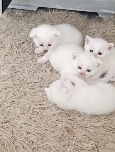 Bodrum Cins Kedi foto 2