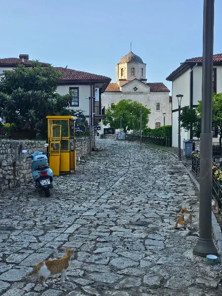 Altınordu Kedi Köyü foto 1