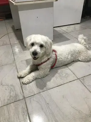 KANGAL VETERİNERLİK fotoğrafı