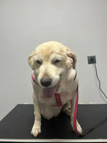 Petra Veteriner Kliniği foto 2