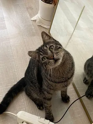 Boğazköy Veteriner Kliniği fotoğrafı